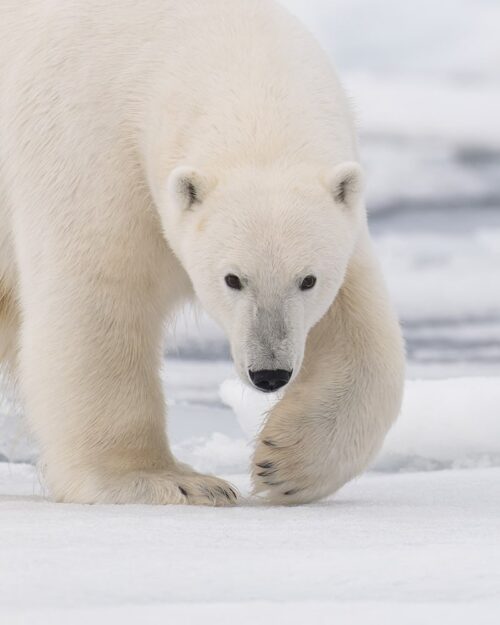 Arctic-Photography-Tours-Felix-Svalbard