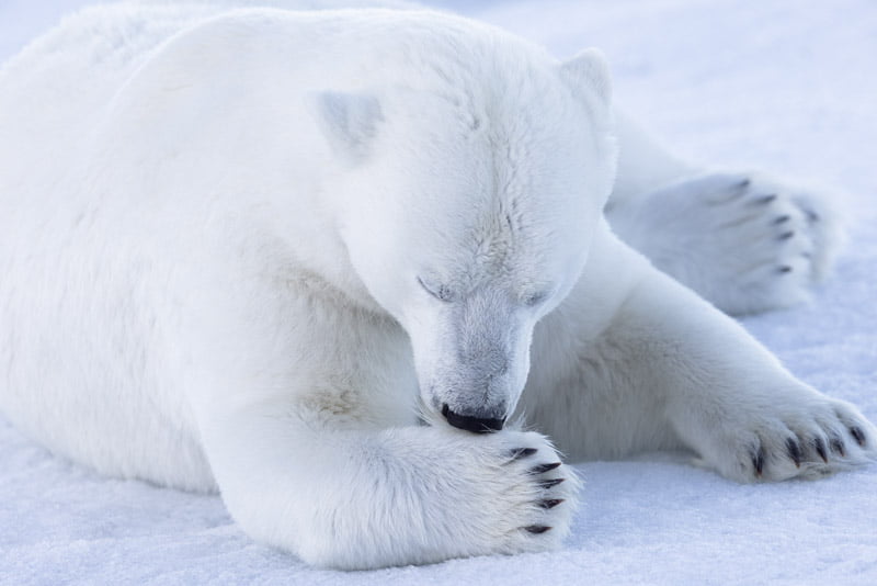 Arctic polar bear safari