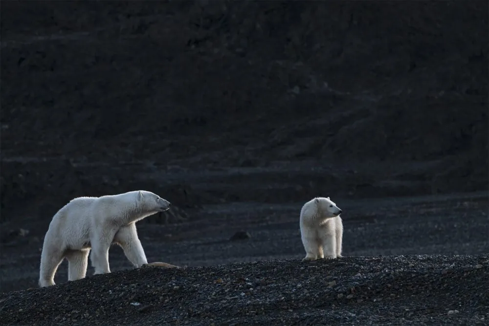 chasing silence and ice