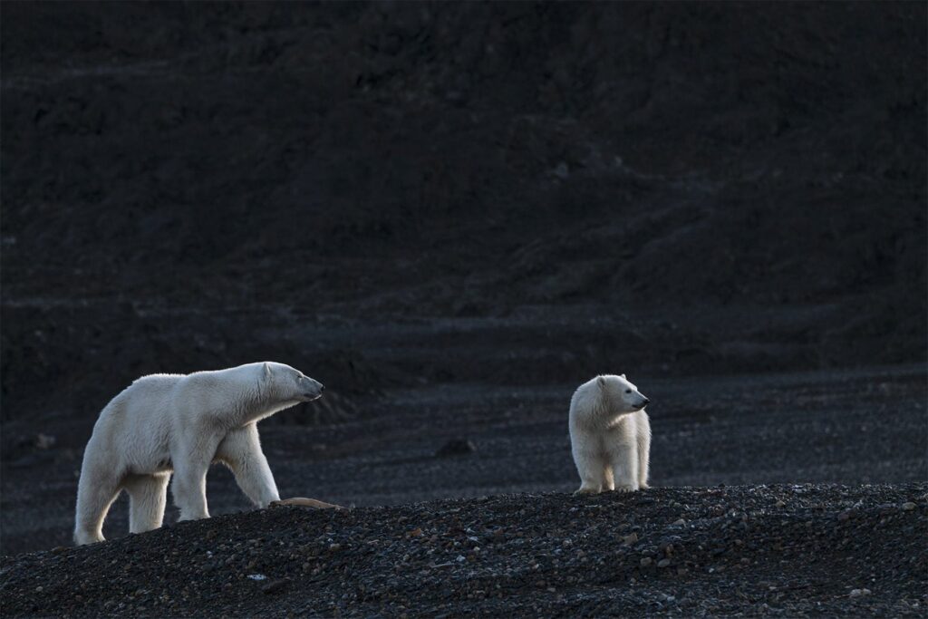 chasing silence and ice