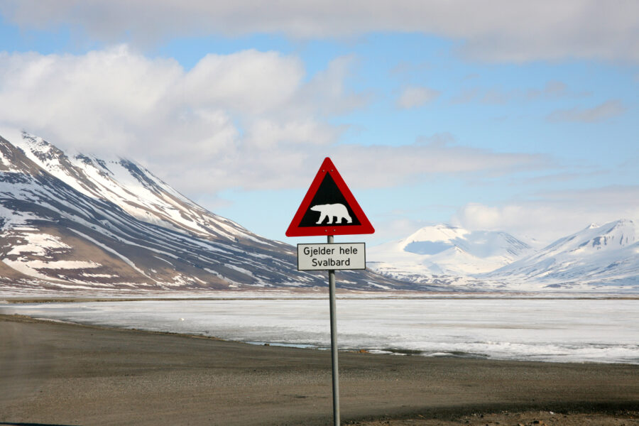 wildlife safety and respect our approach to vulnerable arctic wildlife encounters e1766022525853