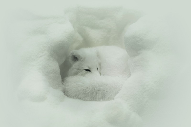 arctic fox photography tips for capturing these elusive hunters