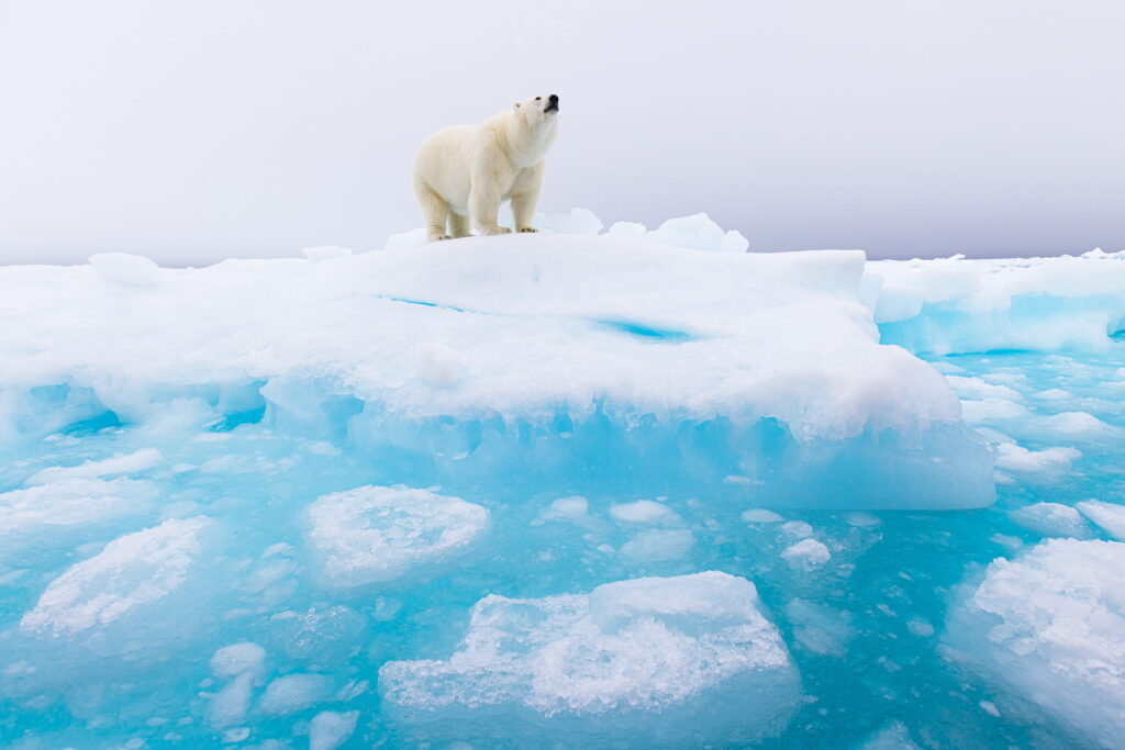 pack ice expeditions