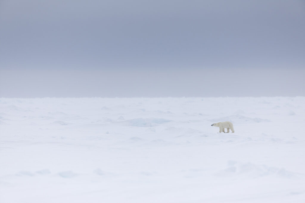 polar bear in the pack ice 2