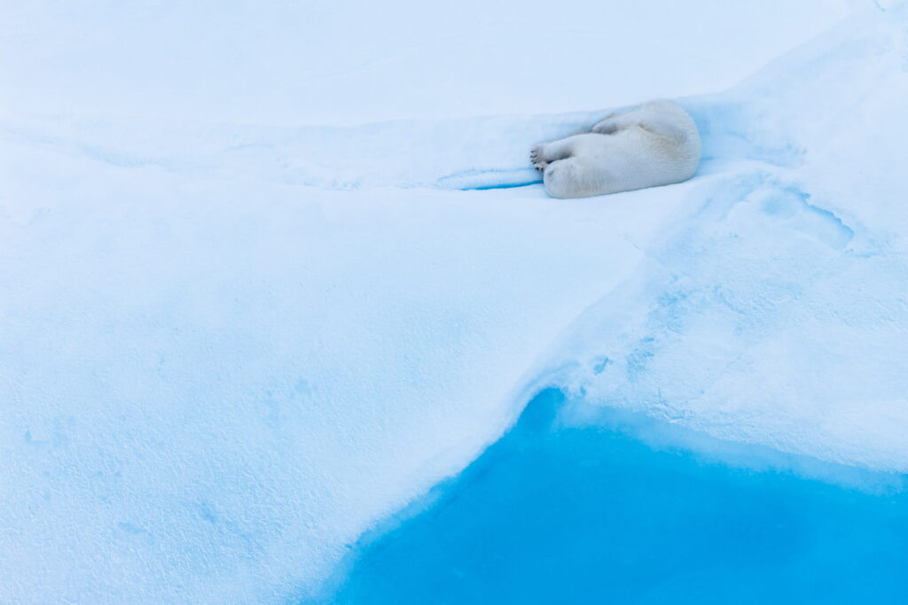 polar bear resting in the pack ice north of svalbard