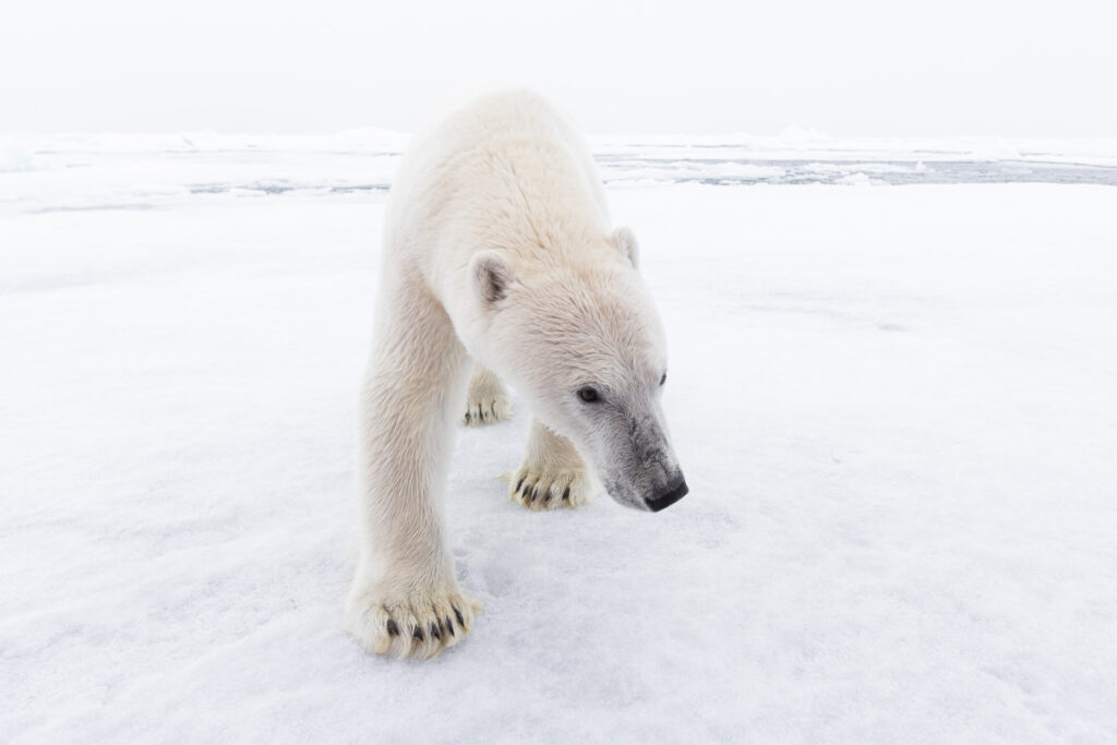 drift ice cruise