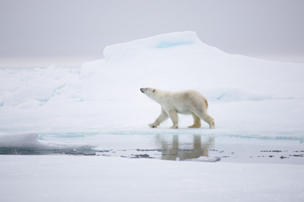 svalbard drift ice