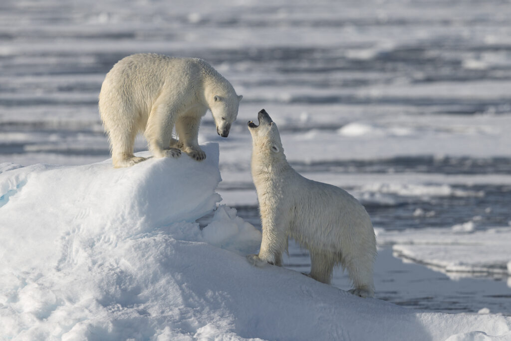 svalbard adventures